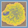 wideodermatoskopia